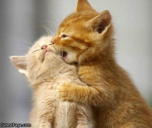 Cats_Nom_Nom.jpg