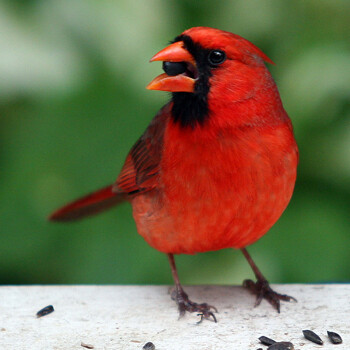 bird-photography.jpg