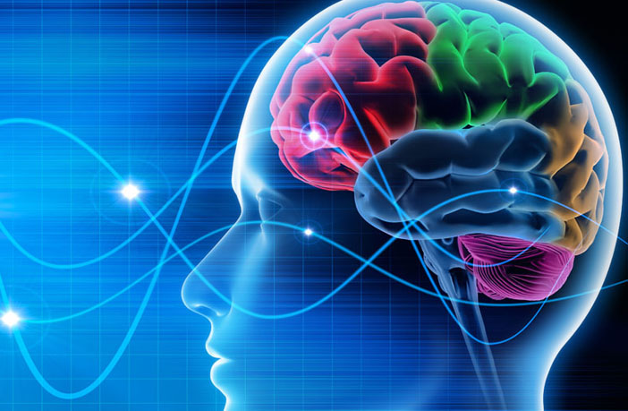 brain.jpg