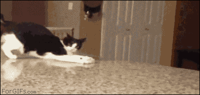 tumblr_inline_mvz0ayg0Kw1qmjhyx.gif