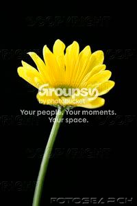 close-up-yellow_GS224088.jpg