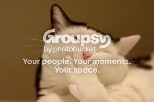 funny-picture-cat-picture-ehpien.jpg