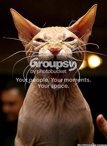 Sphynx.jpg