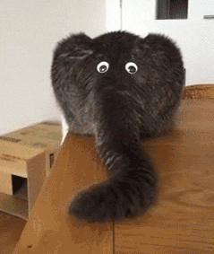 giphy.gif