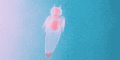 200.gif