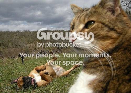 cat-dog-photobomb-17.jpg