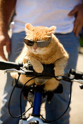 FunnyCatBike.jpg