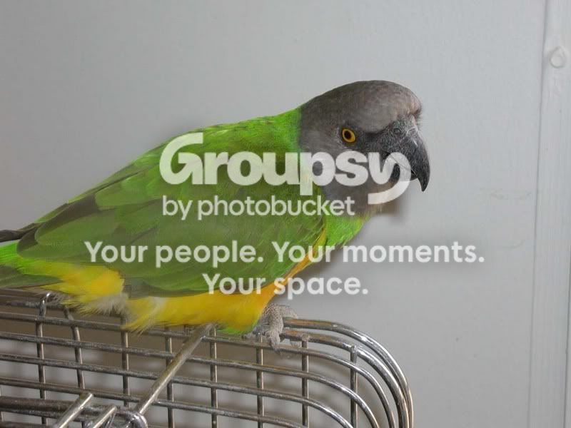 Animals009.jpg