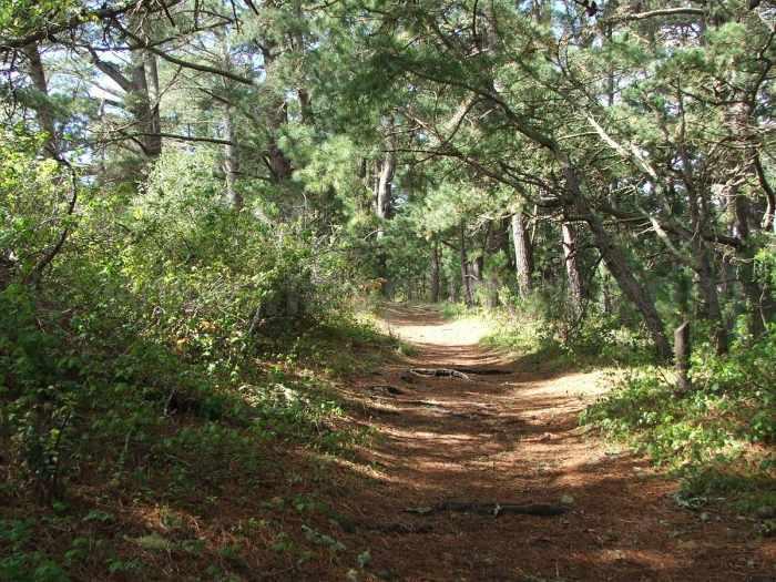 close_cone_forest.jpg