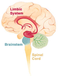 Brain_limbicsystem.jpg