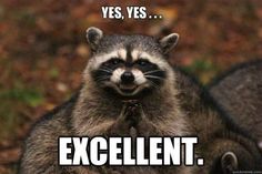 a92e58db27816c8e01e7d8656a7d1609--racoon-baby-raccoon.jpg