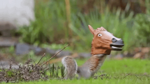 giphy.gif