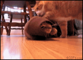 giphy.gif