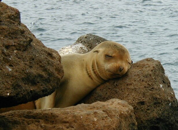 cute_sea_lion.jpg